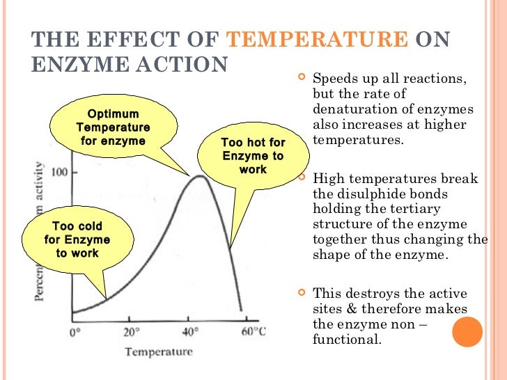 effect of temperature on enzyme activity amylase Effect of temperature on enzyme activity: the temperture of a system is to some extent a measure of the kinetic energy of the molecules in the system. effect of temperature on enzyme activity amylase Effect of temperature on enzyme activity: the temperture of a system is to some extent a measure of the kinetic energy of the molecules in the system.
