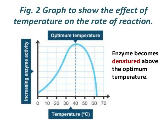 state the optimum temperature for sucrase activity and how sucrase activity changes at lower and hig state the optimum temperature for sucrase activity and how sucrase activity changes at lower and hig