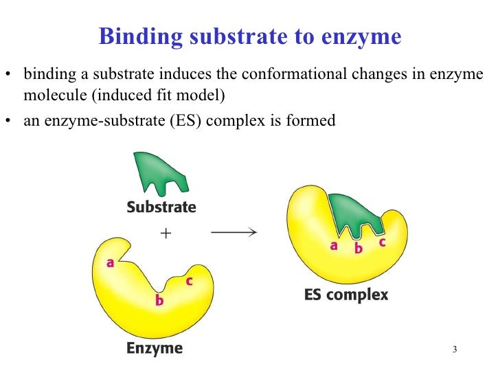 Enzymes 2