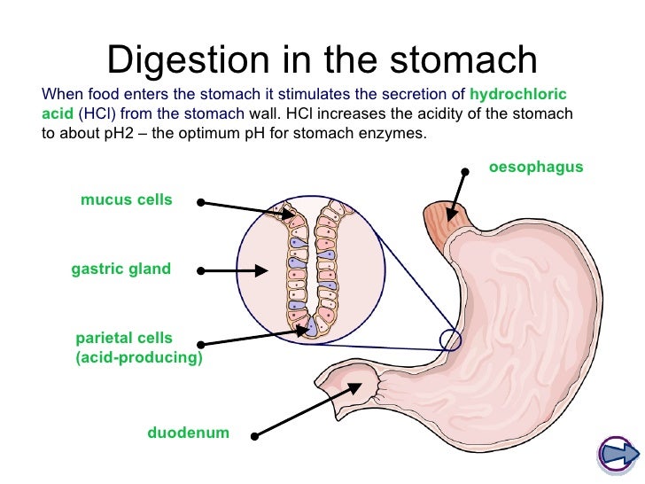 Enzymes and digestion