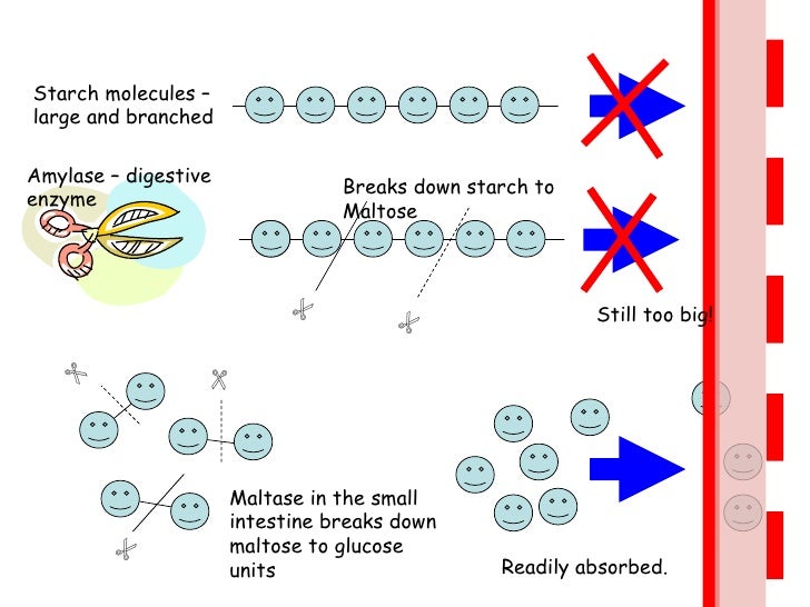 Enzymes and digestion