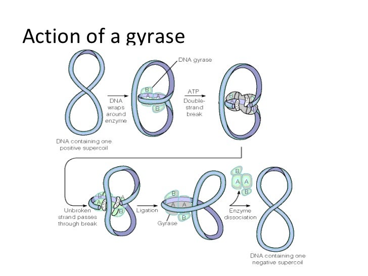 Enzymes and proteins in dna replication