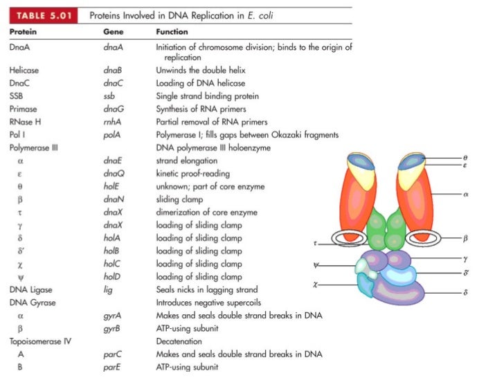 Enzymes and proteins in dna replication