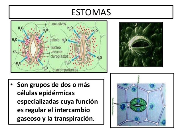 Epidermis y parenquima: estructura y funcion