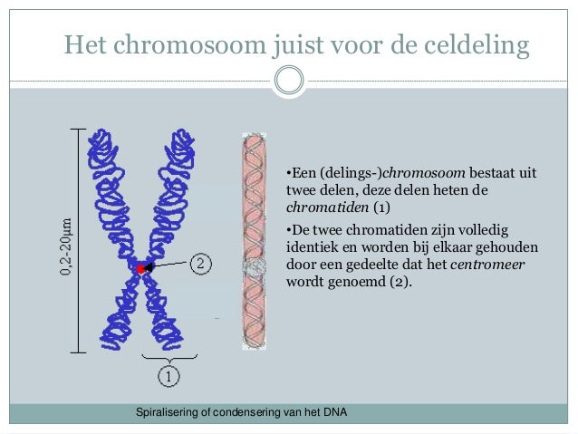 Epigenetica presentate 22 11-2011