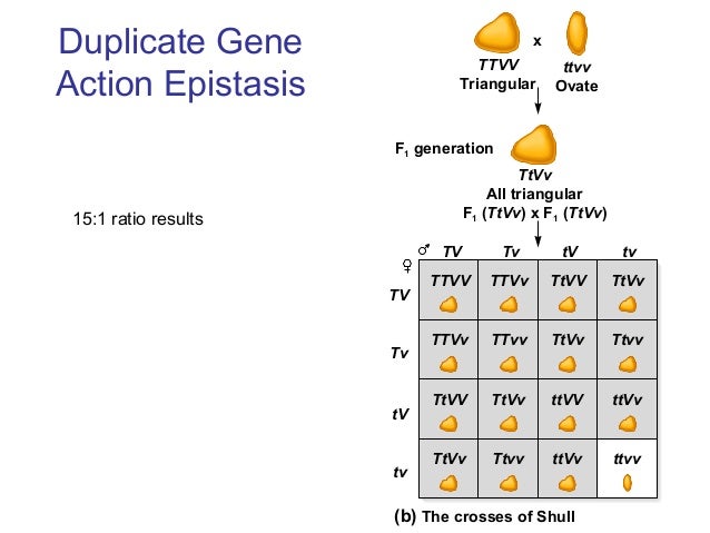 Dating gene duplications