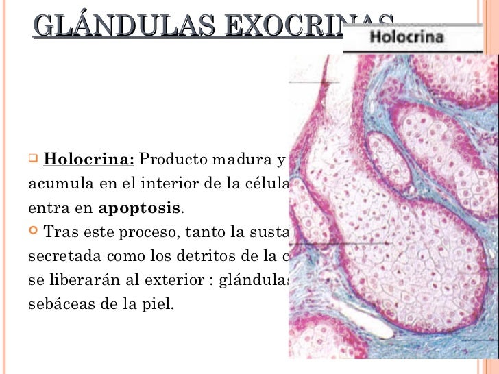 Epitelio glandular (endocrino y exocrino)