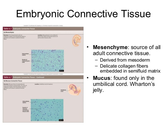 Image result for embryonic connective tissue labeled