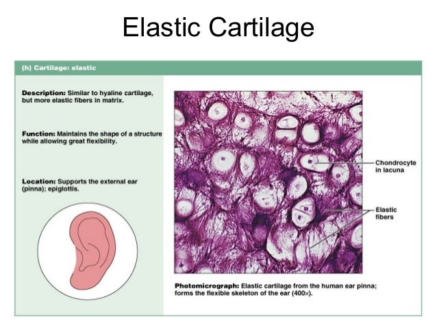 Epithelium, cells,tissues & histology