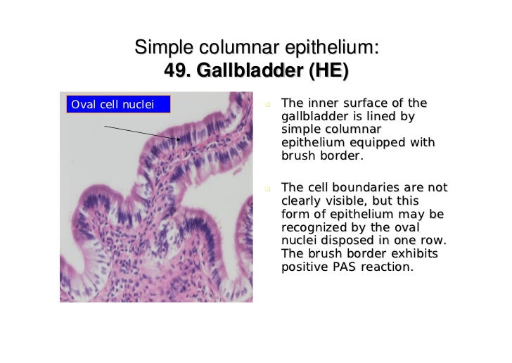 Epithelium i