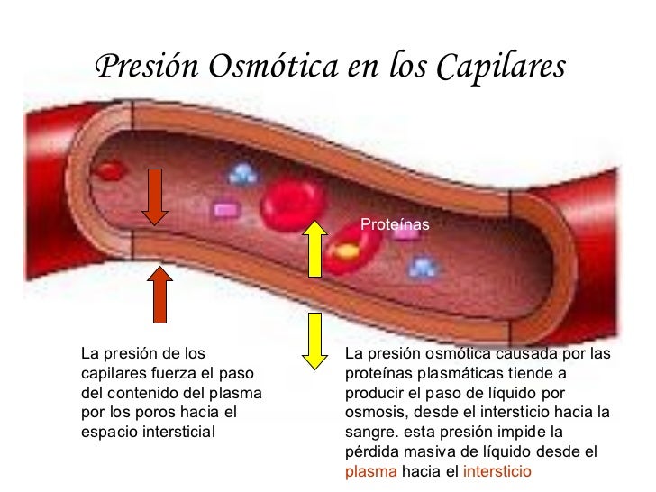 Equilibrio Del Medio Interno