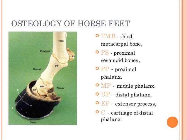 various affection of equine hoof