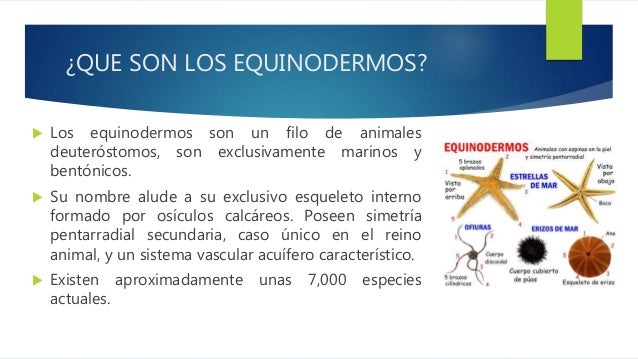 tesla car dealers australia mesotelioma maligno aspettativa vita