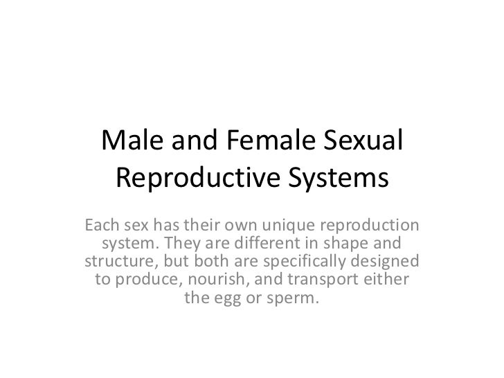 Male Reproductive System Powerpoint Presentation