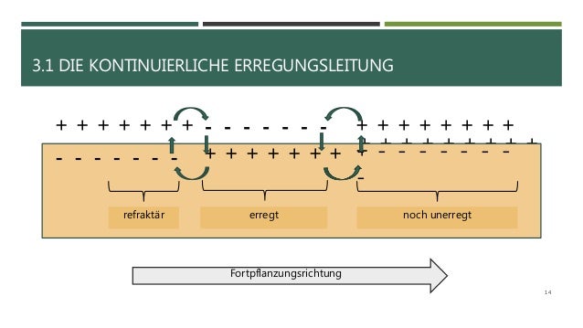 Kontinuierlich Und Saltatorische Erregungsleitung Erregung und Erregungsleitung bei Nervenzellen