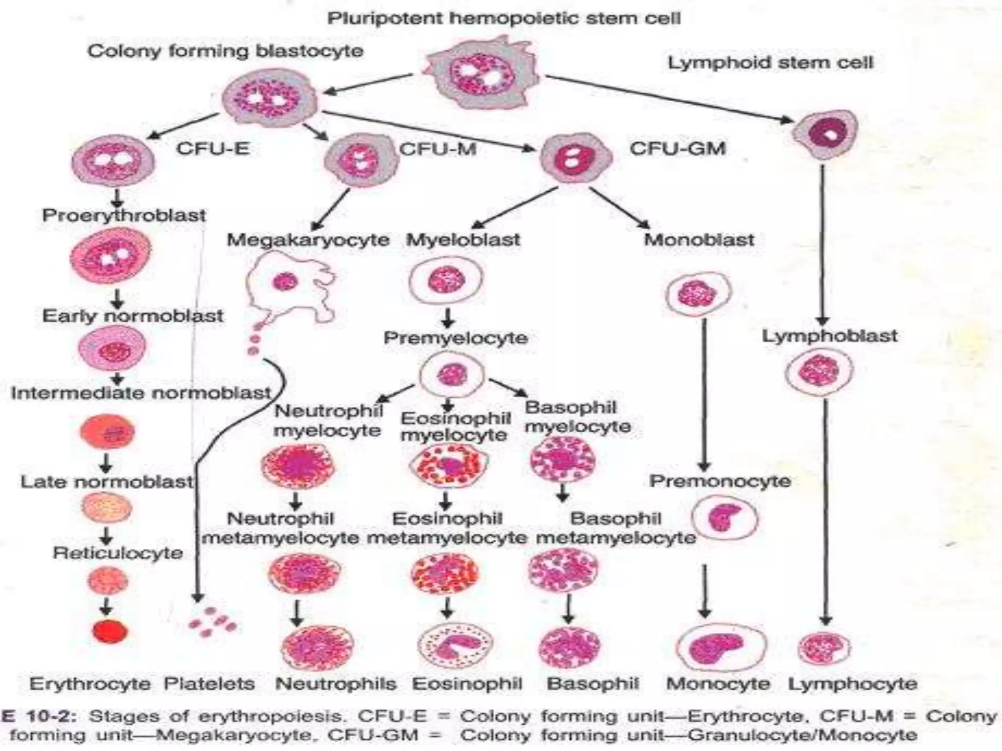 Erythropoiesis Ppt