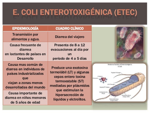 Escherichia coli