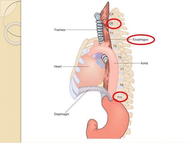 Primary most cancers of the cervix cervical cancer kidney