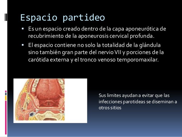 Espacios Aponeuroticos De Cabeza Y Cuello Pdf www.slideshare.net