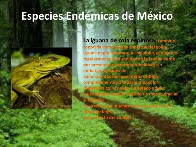 Especies endémicas de méxico