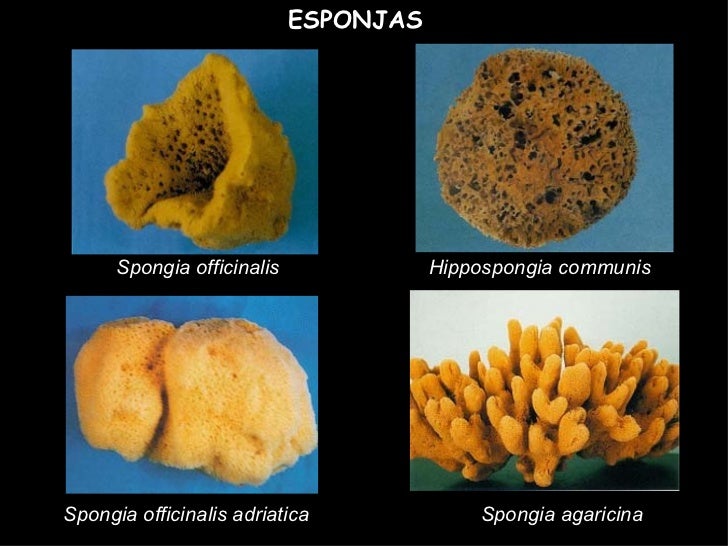 Esponjas Y Cniarios