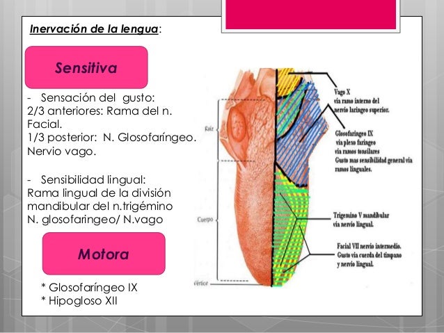Estomatitis