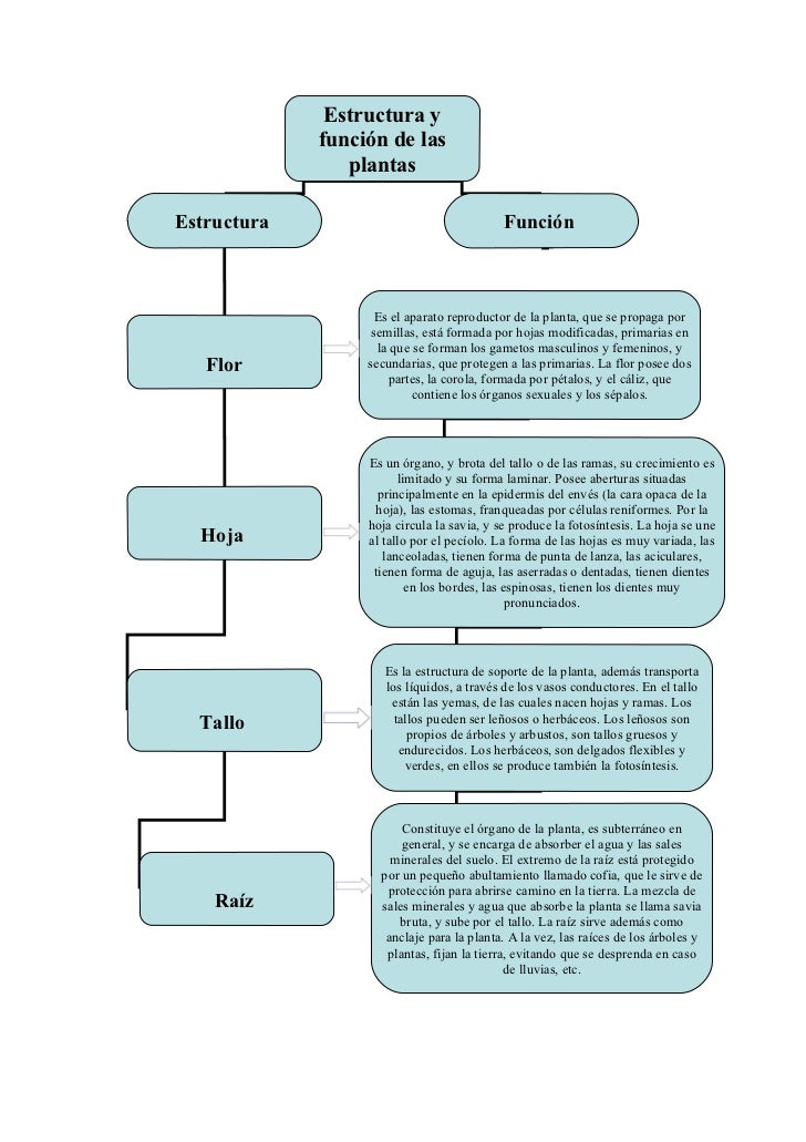 FUNCION DE LAS funcion de las: