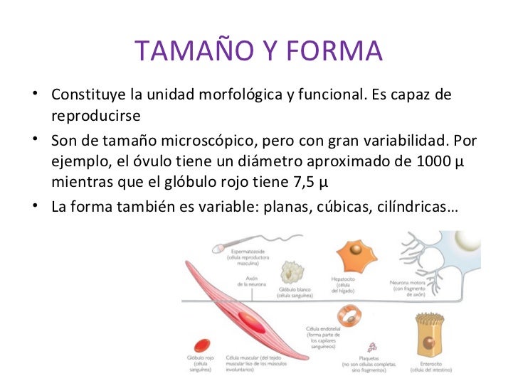 Imagenes Sensoriales De Forma Y Tamaño | estructura celular 1 Imagenes Sensoriales De Forma Y Tamaño | estructura celular 1