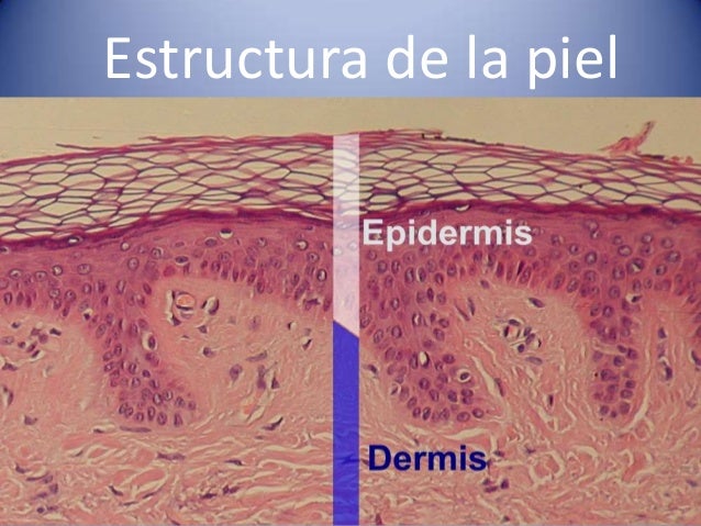 ESTRUCTURA PIEL estructura piel: