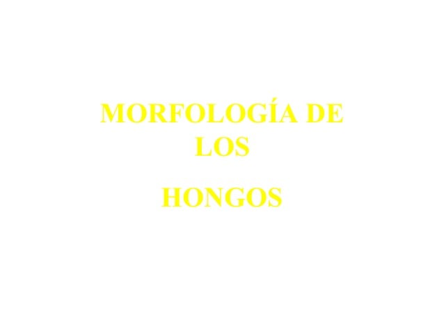 ESTRUCTURA HONGOS estructura hongos: