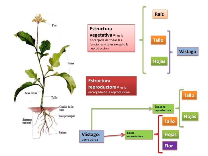 3. Órganos vegetativos de las plantas