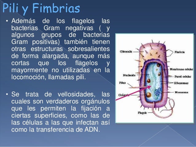 En Que Celula Se Encuentra El Pili es.slideshare.net