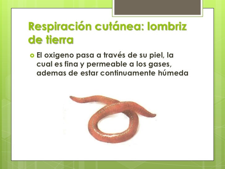 Estructuras Respiratorias