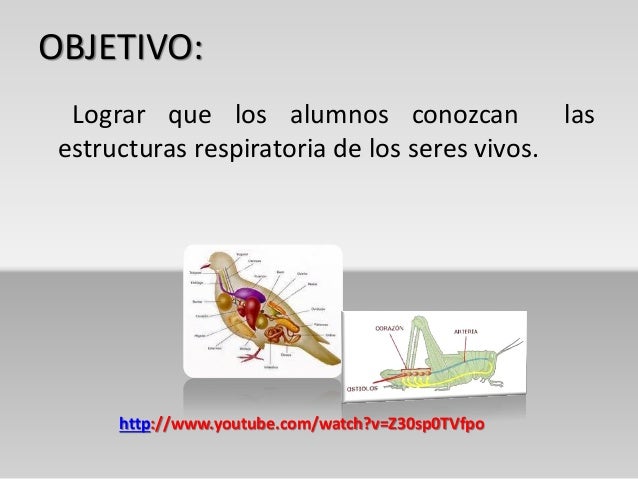 Estructuras respiratorias de los seres vivos
