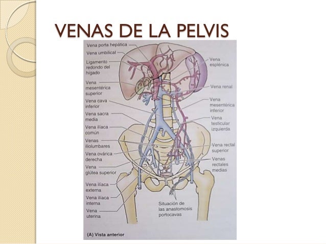 Arterias Y Venas De La Pelvis