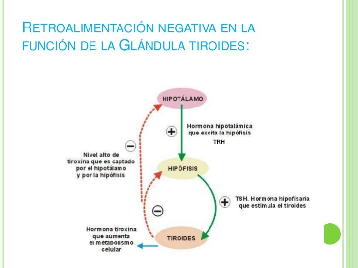 Estructuras y hormonas del sistema endocrino