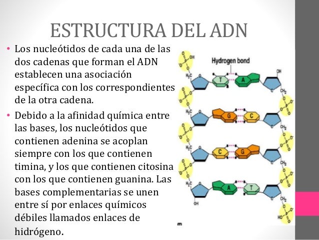 cadena de adn definicion estructura y funcion del adn cadena de adn definicion estructura y funcion del adn