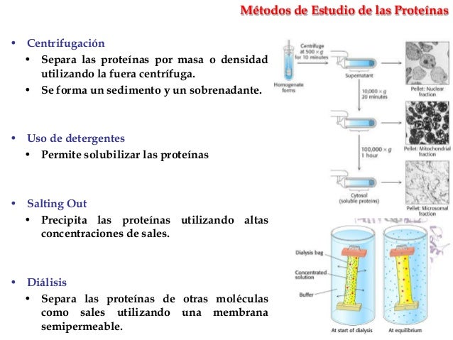 Estructura y propiedades de aminoácidos y proteínas - Fabián Rodríguez