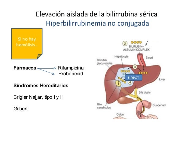 Las lamblias el organismo del niño