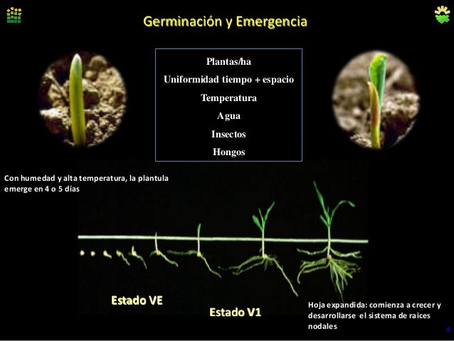 Germinación y EmergenciaPlantas/haUniformidad tiempo