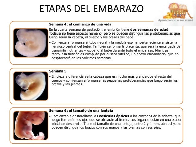 ETAPAS DEL EMBARAZO
Semana 4: el comienzo de una vida
En la cuarta semana de gestación, el embrión tiene dos semanas de ed...