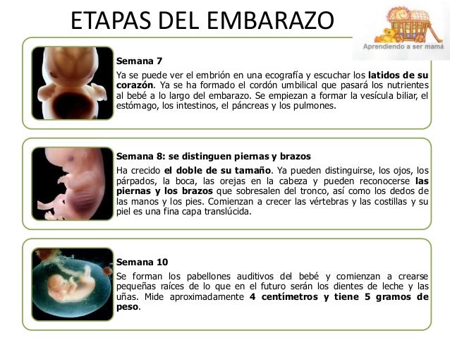 ETAPAS DEL EMBARAZO
Semana 4: el comienzo de una vida
•En la cuarta semana de gestación, el embrión tiene dos semanas de e...