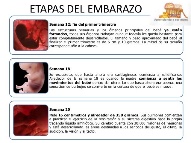 ETAPAS DEL EMBARAZO
Semana 4: el comienzo de una vida
•En la cuarta semana de gestación, el embrión tiene dos semanas de e...