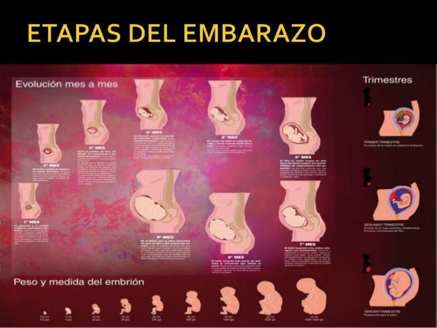 Etapas del embarazo