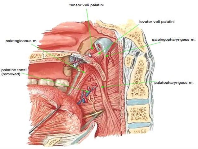 Recurrent ear and sinus infections in adults