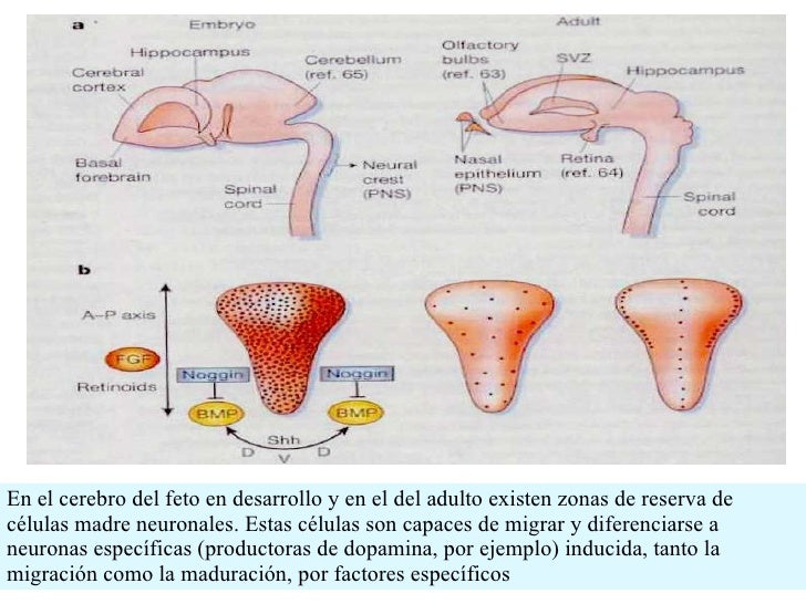 celulas madre celulas madre