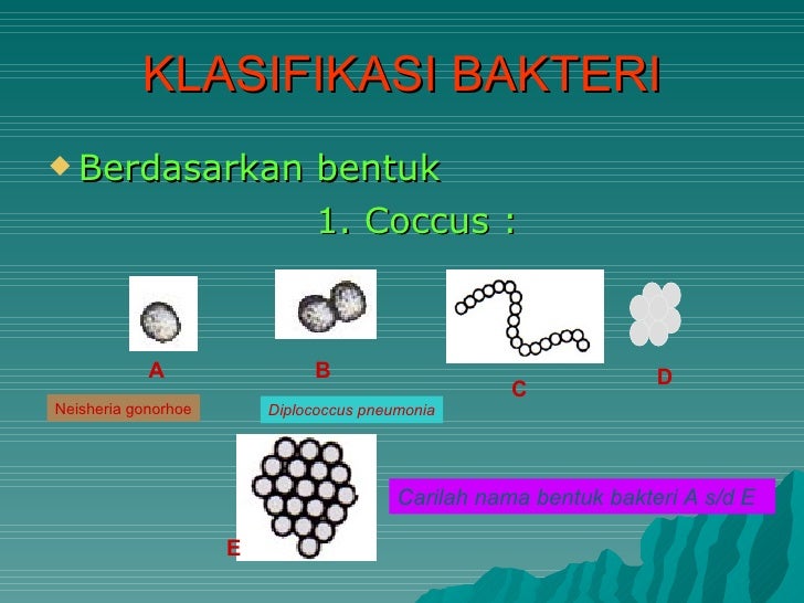 jenis jenis alat musik berdawai