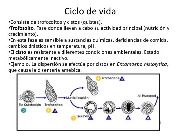 Eucariotas protozoos m.i 7