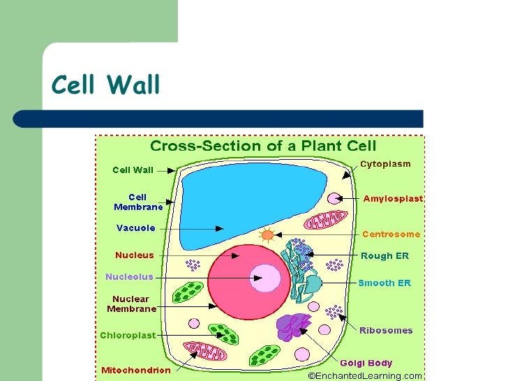 algae control