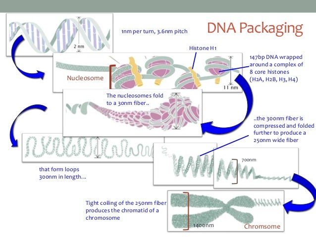 Eukaryotic gene regulation I 2013 Eukaryotic gene regulation I 2013